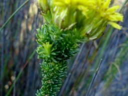 Pteronia stricta var. stricta