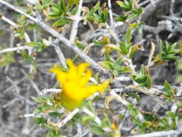 Pteronia viscosa flowerheads