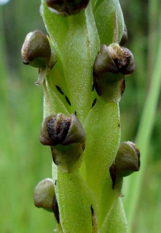 Pterygodium dracomontanum flowers