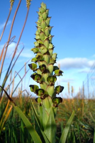 Pterygodium ingeanum 