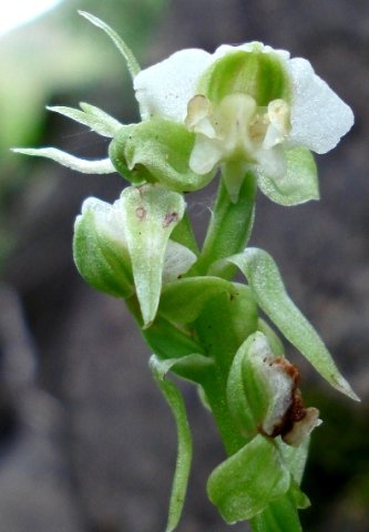 Pterygodium cooperi narrow bracts