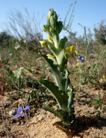Pterygodium crispum leaves