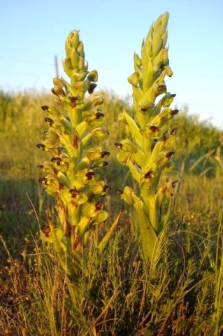 Pterygodium hallii in flower