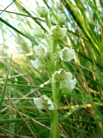 Pterygodium hastatum