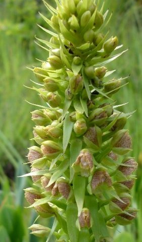 Pterygodium magnum inflorescence diversity