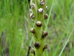 Pterygodium