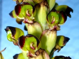 Pterygodium ingeanum flowers