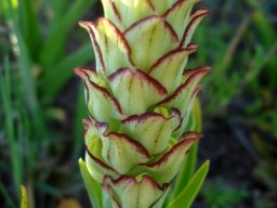 Pterygodium ingeanum bracts