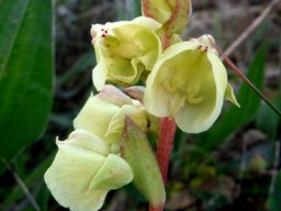Pterygodium catholicum flowers
