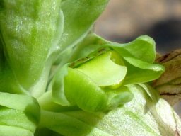 Pterygodium hallii young flower
