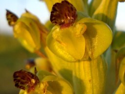 Pterygodium hallii flower