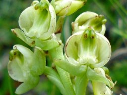 Pterygodium leucanthum flowers