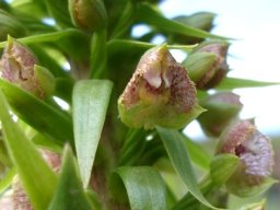 Pterygodium magnum flowers and opening buds