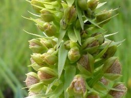 Pterygodium magnum inflorescence diversity