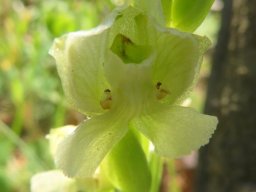 Pterygodium pentherianum flower