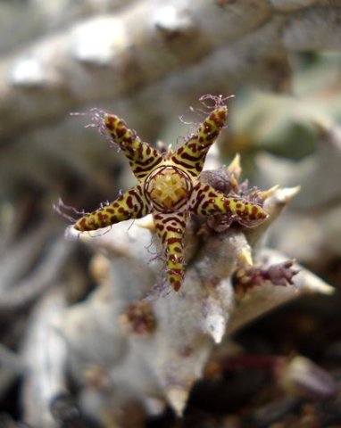 Quaqua parviflora subsp. parviflora flower