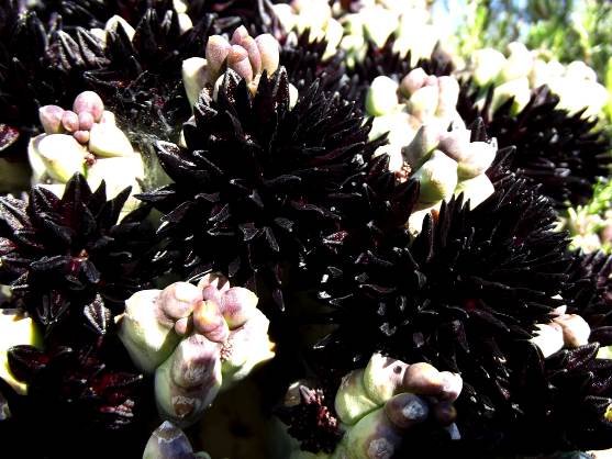 Quaqua ramosa flowers