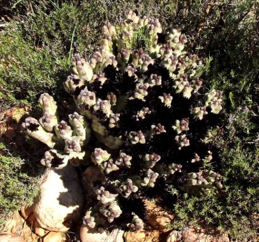 Quaqua ramosa