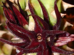 Quaqua mammillaris flower