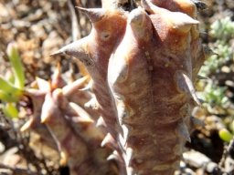 Quaqua mammillaris stem