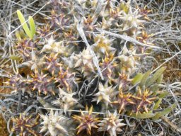 Quaqua mammillaris