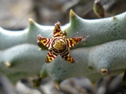Quaqua parviflora subsp. parviflora young stem