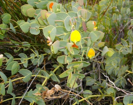 Rafnia acuminata