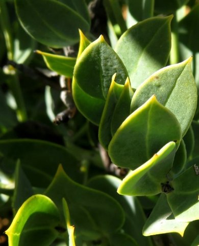 Rafnia schlechteriana leaves