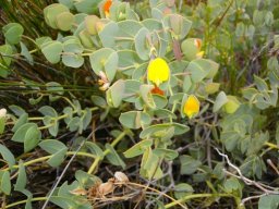 Rafnia acuminata