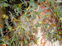 Rafnia acuminata
