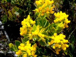 Rafnia capensis subsp. pedicellata