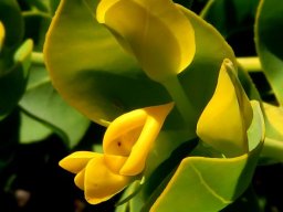 Rafnia schlechteriana flower