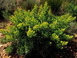 Rafnia schlechteriana much new growth