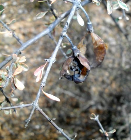 Rhigozum obovatum persistent capsules