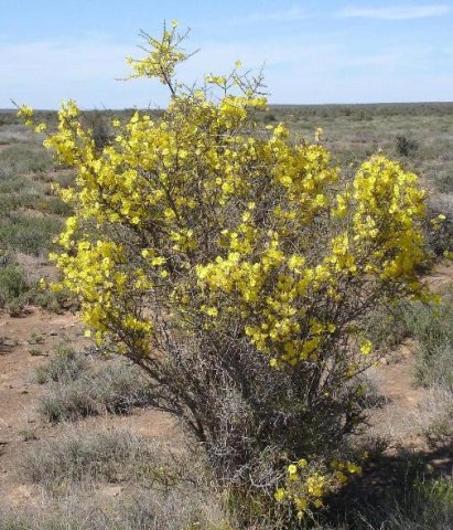 Rhigozum obovatum in flower