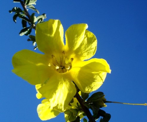 Rhigozum obovatum flower