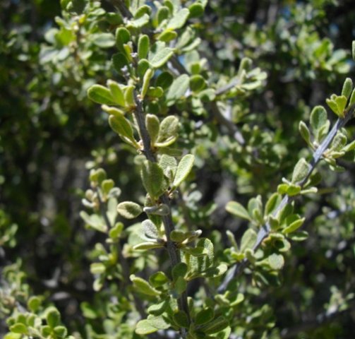 Rhigozum obovatum leaves