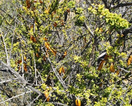 Rhigozum obovatum fruit capsules
