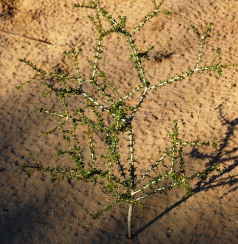 Rhigozum trichotomum sapling
