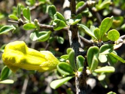 Rhigozum obovatum bud