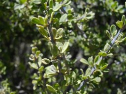 Rhigozum obovatum leaves
