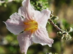 Rhigozum trichotomum flower