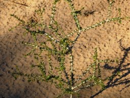 Rhigozum trichotomum sapling