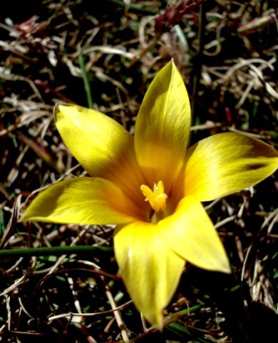 Romulea macowanii var. macowanii