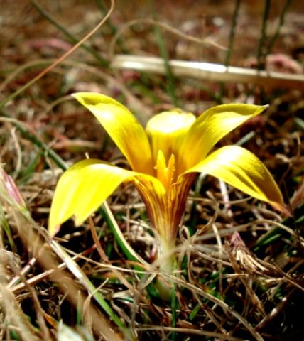 Romulea macowanii var. macowanii flower