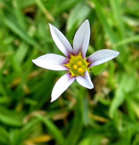 Romulea