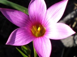Romulea