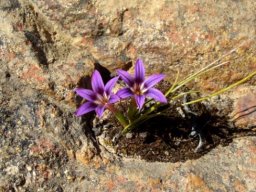 Romulea kamisensis in habitat