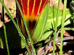 Romulea sabulosa flower outside surface