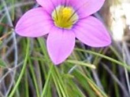 Romulea camerooniana